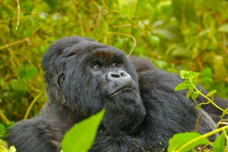 Exciting 4-Day Gorilla Trekking and Lakes Adventure Safari in Rwanda! 🦍🌊