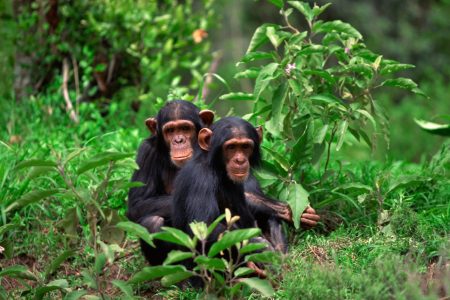 Chimpanzee Trekking Adventure in Rwanda