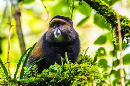 Golden Monkey Trekking Safari in Rwanda